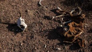 Sequía y calor ponen en riesgo cultivos en el norte del país