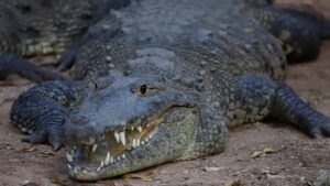 ¡Alerta en la costa! Cocodrilos obligan a cierre de playas en Nayarit