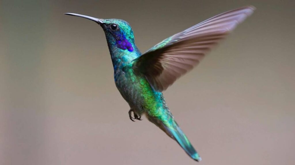 Colibri