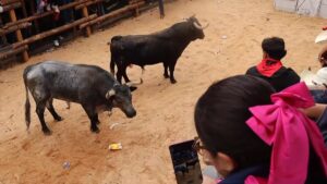 Con 10 toros de lidia, realizan en Hidalgo la Santiagada 46; deja 9 lesionados