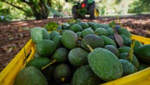 Brasil autoriza importación de aguacate mexicano