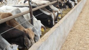 Más de 30 cargamentos infectados por gusano barrenador han sido interceptados: Senasica
