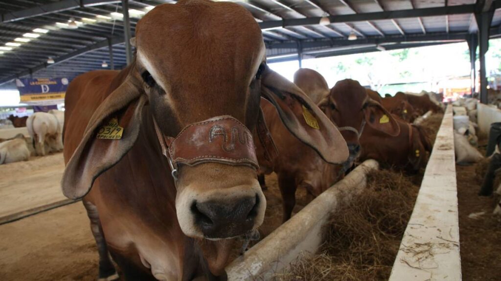 Nuevo León tiene nuevo caso de gusano barrenador, alerta Estados Unidos -  UnoTV