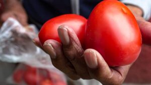 CNA advierte impacto en precios ante arancel al jitomate; llama al diálogo