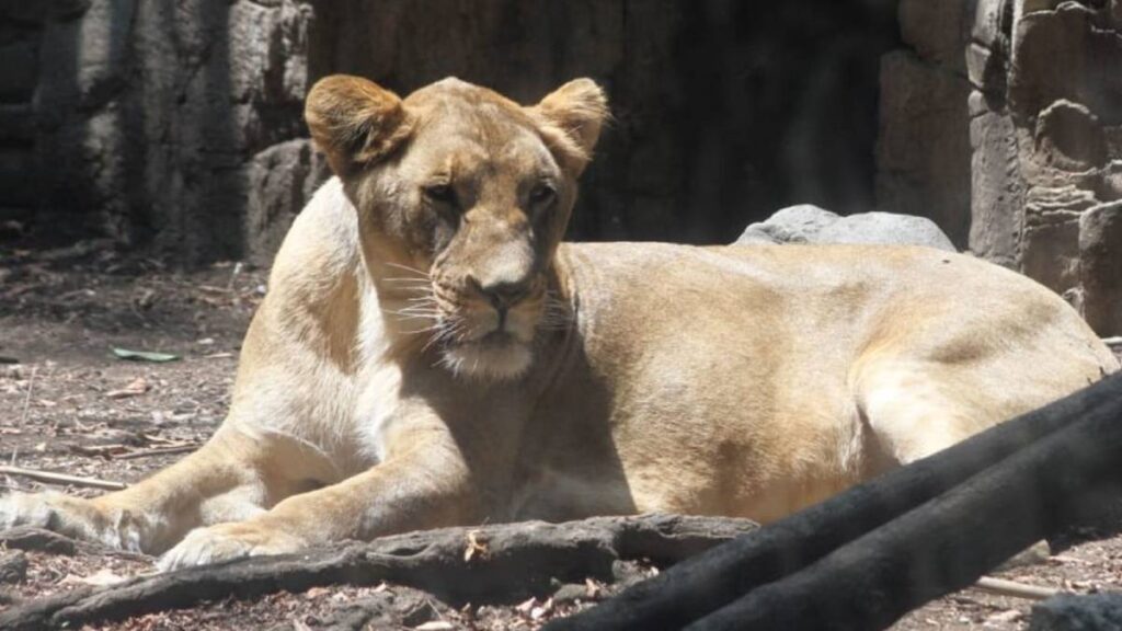 León