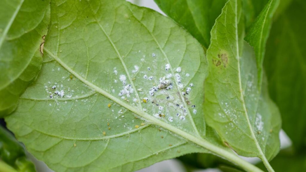 Cuidar Planta