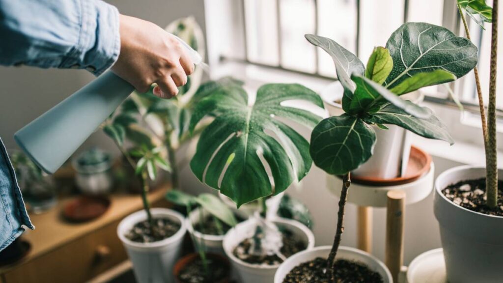 Cuidar Plantas