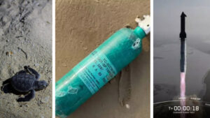 Cohetes de SpaceX han causado la muerte de animales marinos en playas de México, según experto