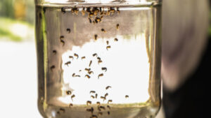 Dengue sigue al alza: se reportan 5 mil 379 casos; Jalisco, el más afectado