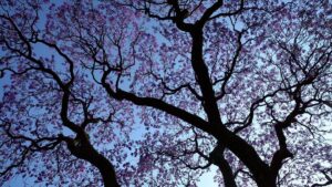 Denuncian desaparición de 90 árboles por construcción en Periférico 2273, en Álvaro Obregón