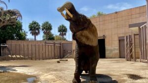 SCJN niega amparo para llevar a la elefanta Ely a un santuario; permanecerá en el Zoológico de San Juan de Aragón