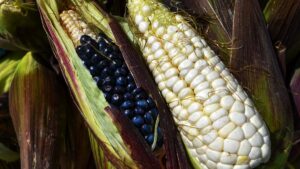 ¿Antojito mexicano o alimento nutritivo? Descubre qué tan saludable es el elote