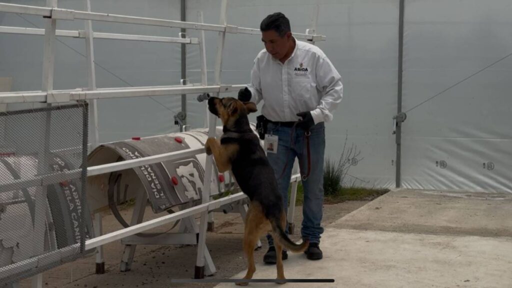 Perros entrenados para detectar gusano barrenador