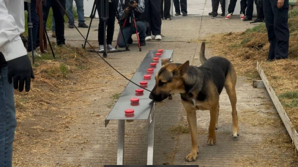 Perros entrenados para detectar gusano barrenador