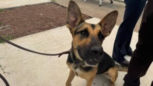 ¡Con olfato privilegiado! Perritos entrenados ayudan a detectar gusano barrenador de ganado