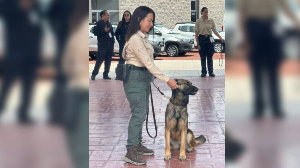 Perros entrenados para detectar gusano barrenador