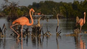 Llaman a turistas a cuidar especies que cruzan carreteras en Yucatán; se han registrado atropellamientos de flamencos
