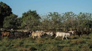Recuperación económica con reapertura de la frontera norte al ganado mexicano