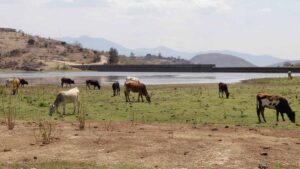 Perdimos estatus libre de gusano barrenador; el problema sí es responsabilidad de México