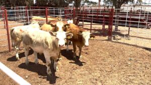 Sequía y cierres fronterizos golpean a ganaderos en Sonora