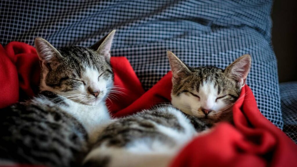 Gatos