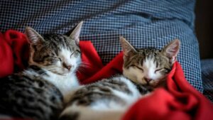 Científicos revelan por qué los gatos suelen dormir sobre el lado izquierdo