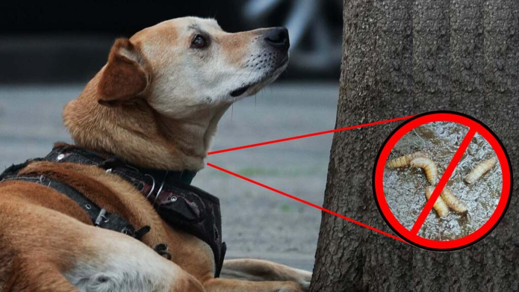 Gusano Barrenador Mascotas