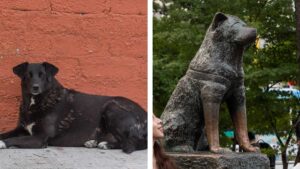 El “Hachiko de Culiacán”: se viraliza historia de perrito que espera a su dueño asesinado