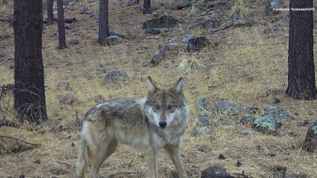 Avistamiento de un Lobo Mexicano en Chihuahua.