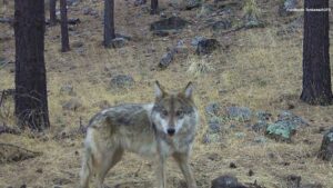 Detectan por primera vez lobo mexicano nacido en libertad en Chihuahua