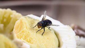 ¿Cuánto tiempo le toma a una mosca dejar bacterias en tu comida?