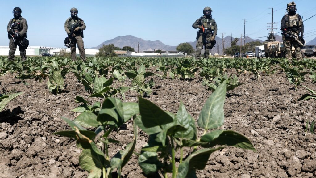 Muere trabajador mexicano en granja de California. Esto ha informado la empresa