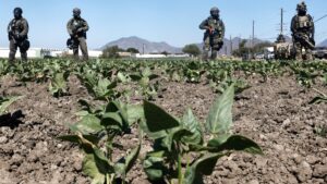 ¿Qué ha informado la granja donde murió trabajador mexicano tras redada migratoria en California?