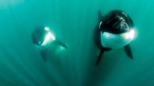 ¡Cuánto amor! Captan a orcas asesinas “besándose” por dos minutos
