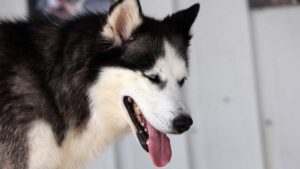 Conductor atropella y arrastra a perrita “Dallas” en Nuevo León; autoridades investigan el caso