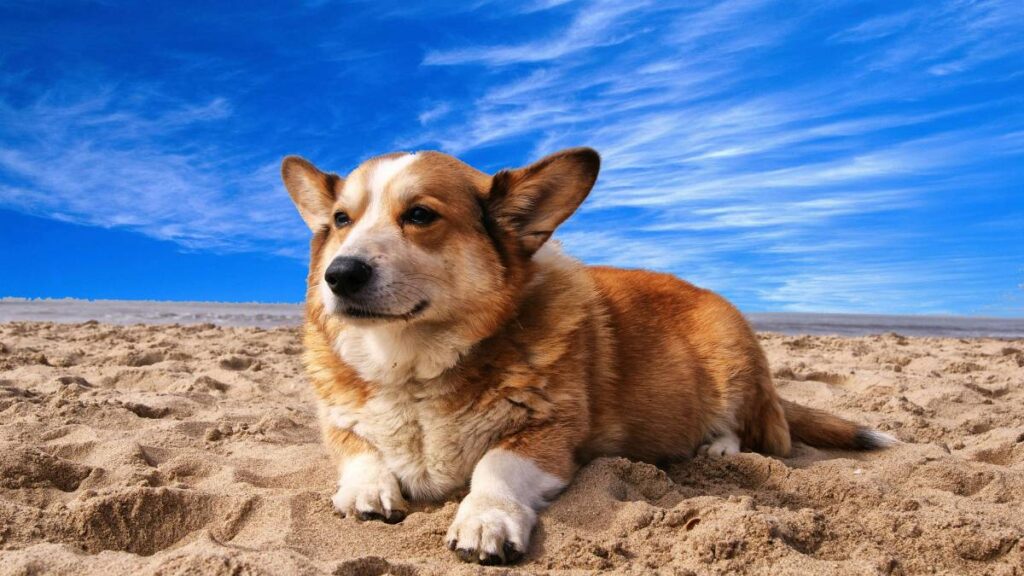 perro playa