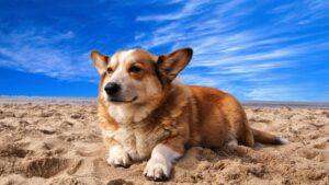 Evita golpes de calor: guía para llevar a tu perro a la playa