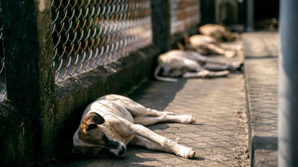 Perros Abandonados