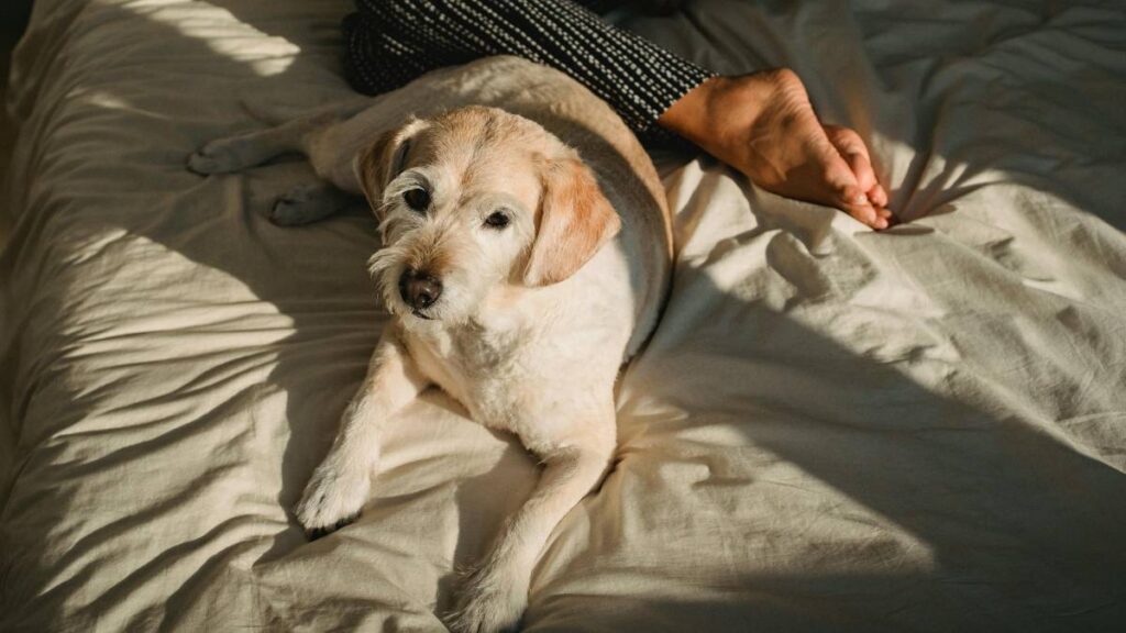 perros calor