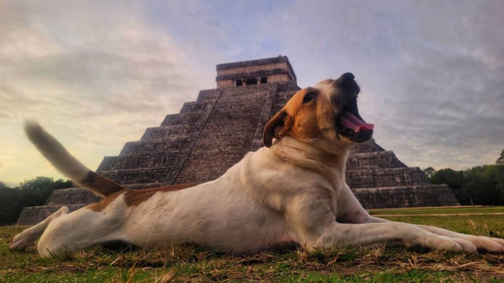 Guardianes peludos protegen Chichén Itzá
