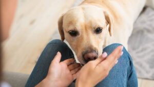 El olfato de los perros podría ayudar a diagnosticar el parkinson, según científicos