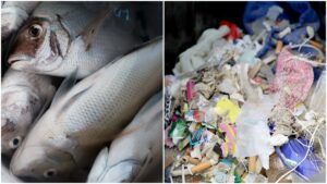 Pescados en Quintana Roo están contaminados con microplásticos