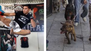 VIDEO: pitbulls atacan a experto en artes marciales; él se defiende y los somete