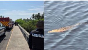Cocodrilos devoran a un menor que cayó de un puente en Lázaro Cárdenas