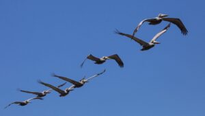 Canadá y México impulsan conservación de aves con 11 nuevos proyectos en 115 mil hectáreas