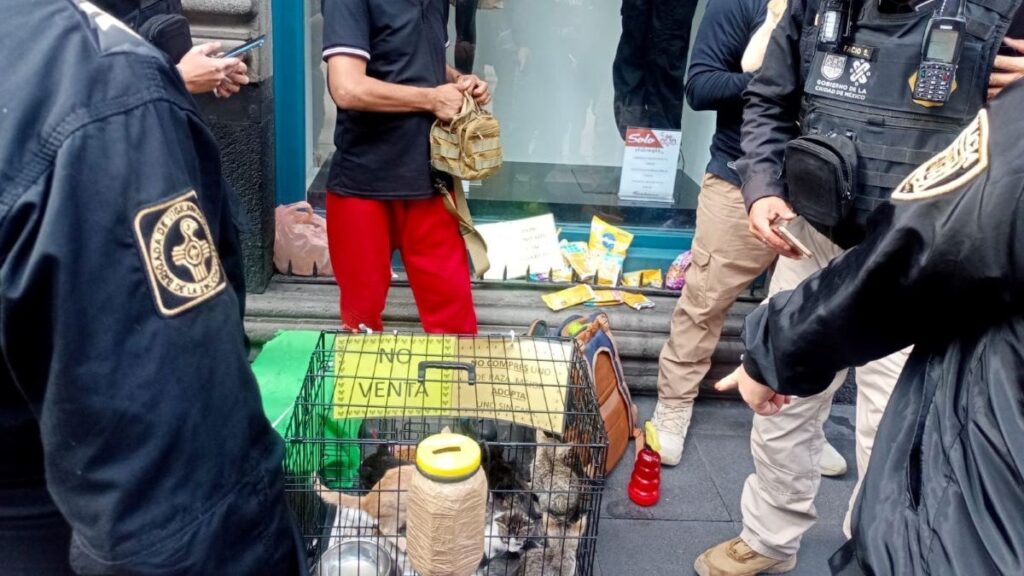SSC rescata 17 animales usados para pedir dinero en el Centro; estaban deshidratados y el responsable fue remitido al Juez Cívico