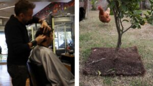 ¿Cabello humano para salvar cultivos? Así enfrentan la sequía en Chile
