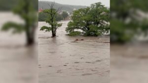 Videos: inusuales inundaciones en Texas dejan 13 muertos y 20 niños desaparecidos