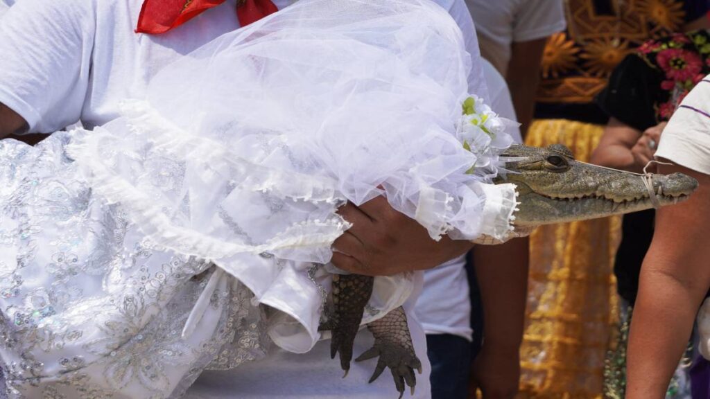 Ritual de la boda con un caimán, en México: ¿cómo es y por qué se hace?