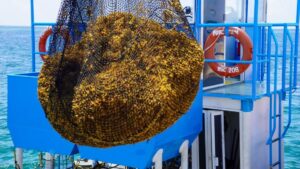 Marina retira más de 260 toneladas de sargazo en playas de Quintana Roo